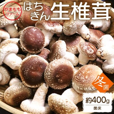 しいたけ 椎茸 やまももファーム椎茸 冬菌はちきん生椎茸(菌床)約400g yo-0010