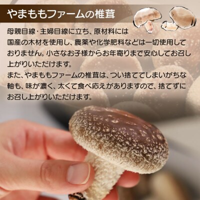 しいたけ 椎茸 やまももファーム椎茸 冬菌はちきん生椎茸(菌床)約400g yo-0010
