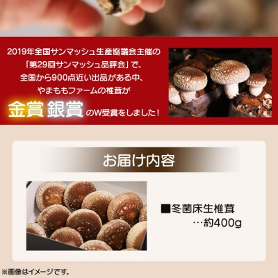 しいたけ 椎茸 やまももファーム椎茸 冬菌はちきん生椎茸(菌床)約400g yo-0010