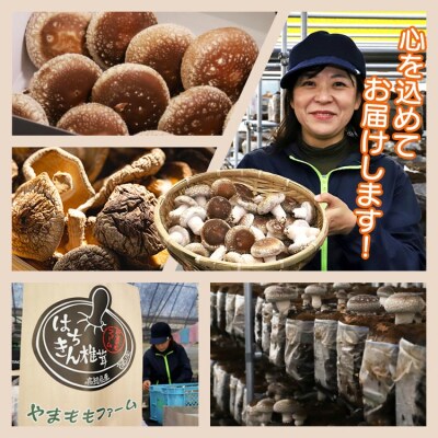しいたけ 椎茸 やまももファーム椎茸 冬菌はちきん生椎茸(菌床)約400g yo-0010