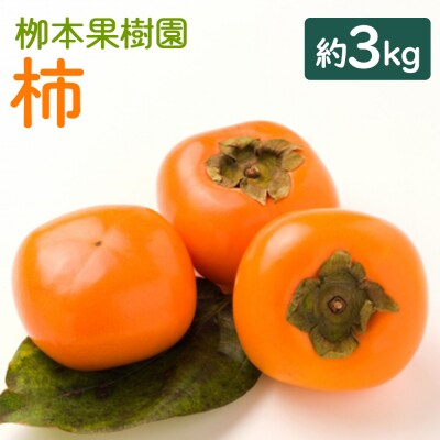柿(カキ) 3kg 柳本果樹園の柿 yg-0014