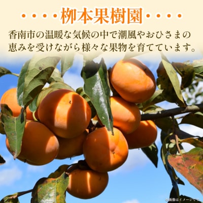 柿(カキ) 柳本果樹園の柿 5kg yg-0015