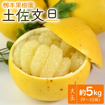 【先行申込】土佐文旦 5kg 大玉9～10玉 高知 栁本果樹園 yg-0007