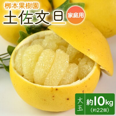 【先行申込】土佐文旦 家庭用 10kg 約22玉 大小混合 栁本果樹園 yg-0010