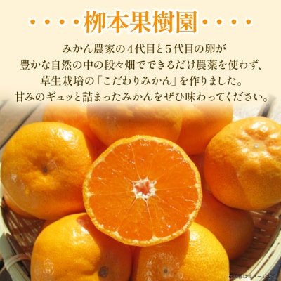 家庭用 栁本果樹園の山北みかん 5kg 大小混合(2S～L) yg-0013