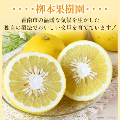 【先行申込】土佐文旦 家庭用 5kg 約11玉 高知 先行申込 大小混合 栁本果樹園 yg-0009