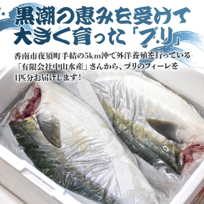 【先行受付】ぶり フィレ 約3.2kg～3.9kg 手結沖養殖「勝ブリ」 ny-0011