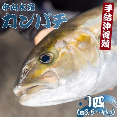 「カンパチ」 1匹 手結沖養殖 3.5kg～4kg ny-0005