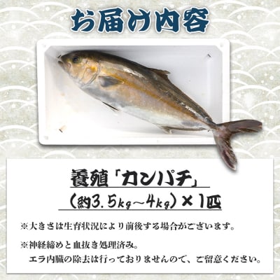 「カンパチ」 1匹 手結沖養殖 3.5kg～4kg ny-0005