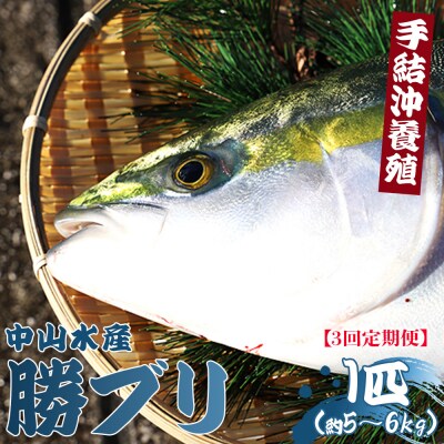【3回定期便】ブリ 1匹(5kg～6kg) 手結沖養殖 Wny-0013
