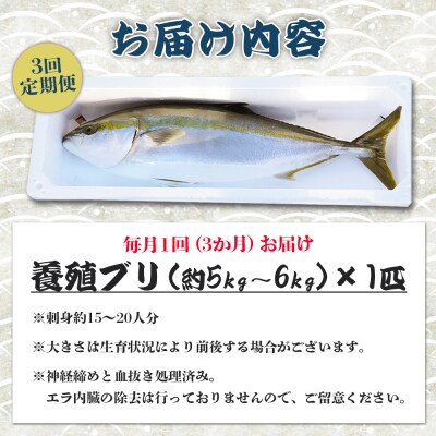 【3回定期便】ブリ 1匹(5kg～6kg) 手結沖養殖 Wny-0013