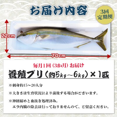 【3回定期便】ブリ 1匹(5kg～6kg) 手結沖養殖 Wny-0013