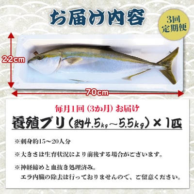 ぶり 1尾 3回定期便 ぶりしゃぶ ブリカマ ブリ刺身 ぶりのたたきでお楽しみ Wny-0016