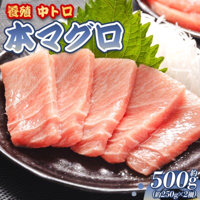 【7日程度で発送】本まぐろ 中トロ 約500g 2冊 養殖 本鮪 ブロック oo-0019