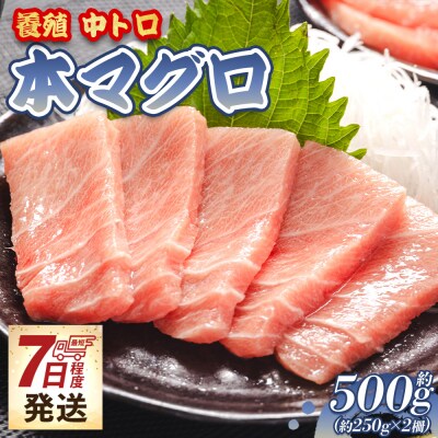 【7日程度で発送】本まぐろ 中トロ 約500g 2冊 養殖 本鮪 ブロック oo-0019
