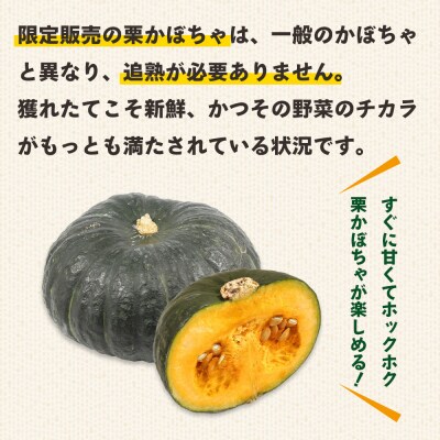 かぼちゃ 南瓜 2玉 約2.5～3kg 冬至といえば栗かぼちゃ 冬限定 sy-0008