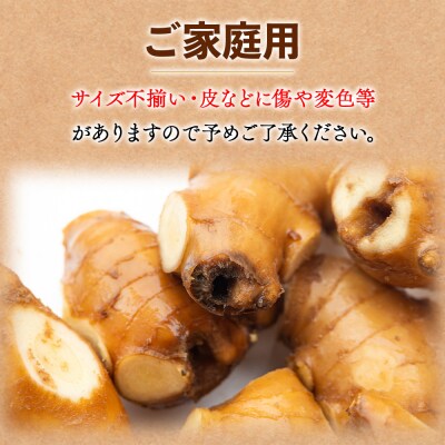 【通年出荷】生姜 家庭用 3kg 別役の生姜 高知 bc-0005