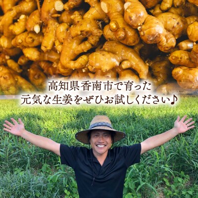 【通年出荷】生姜 家庭用 3kg 別役の生姜 高知 bc-0005