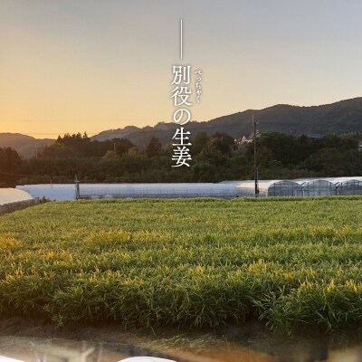 【通年出荷】生姜 2kg 別役の生姜 高知 bc-0014