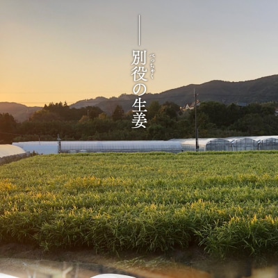 【通年出荷】生姜 8kg 別役の生姜 高知 bc-0016