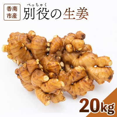 【通年出荷】生姜 20kg 別役の生姜 高知 bc-0024