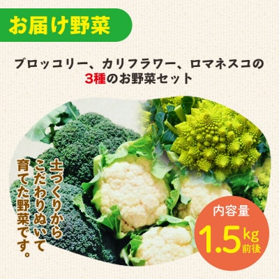 【先行受付】野菜 食べ比べセット ブロッコリー カリフラワー ロマネスコ 全3種 sy-0007