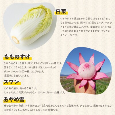 白菜 漬物 定番 冬の彩り野菜セット(白菜、カブ、 大根)  sy-0009