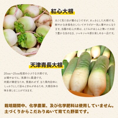 白菜 漬物 定番 冬の彩り野菜セット(白菜、カブ、 大根)  sy-0009