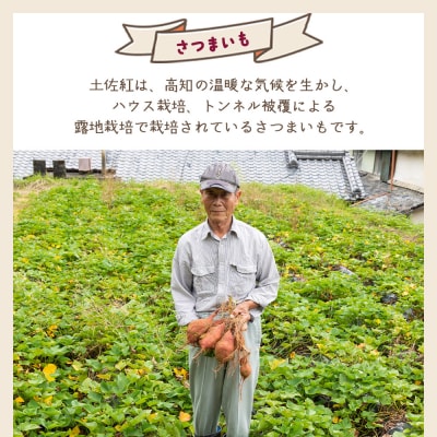【8月発送開始】さつまいも(土佐紅)3kg yr-0043