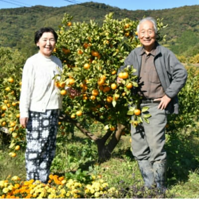 イングリッシュガーデンハウス 山北露地みかん3kg 化粧箱 eh-0026