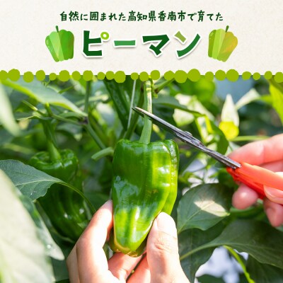 高知県香南市産採れたてピーマン2kg im-0003