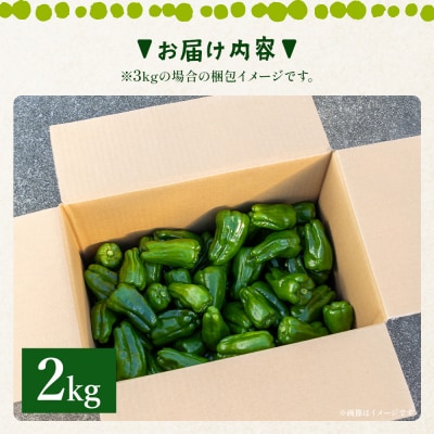 高知県香南市産採れたてピーマン2kg im-0003