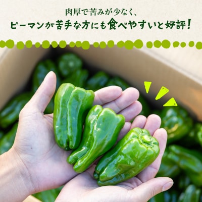 高知県香南市産採れたてピーマン3kg im-0004