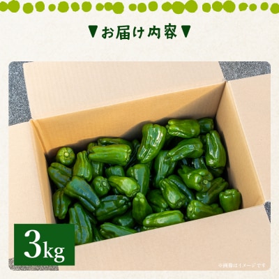 高知県香南市産採れたてピーマン3kg im-0004