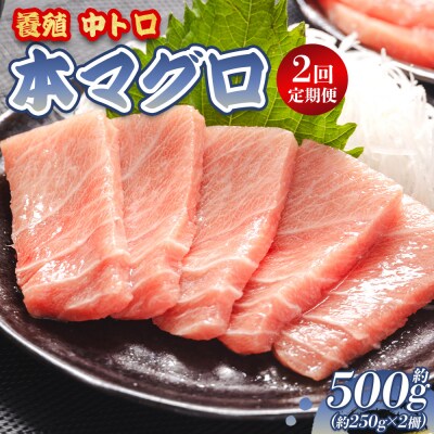 中トロ 定期便 2回 約250g 2冊 養殖 本マグロ 合計1kg Woo-0007