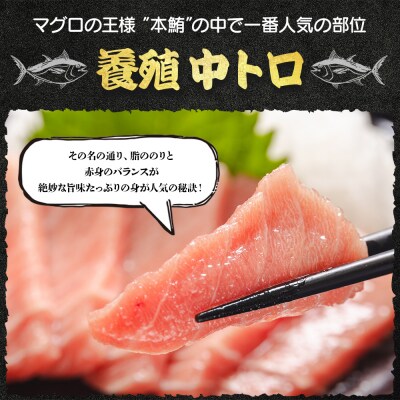 中トロ 定期便 2回 約250g 2冊 養殖 本マグロ 合計1kg Woo-0007