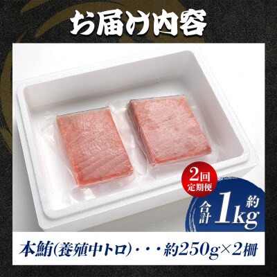 中トロ 定期便 2回 約250g 2冊 養殖 本マグロ 合計1kg Woo-0022