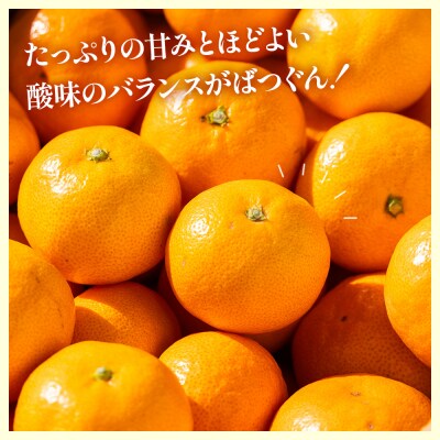 【2026年出荷分】みかん 小玉(2S～Mサイズ) 5kg 贈答用 丸萬農園 mn-0009