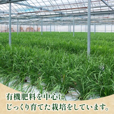 ニラ にら 1kg(100g×10束) 香南市産のニラ kk-0001