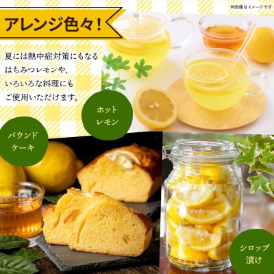 【2026年9月発送】レモン 1kg sj-0008