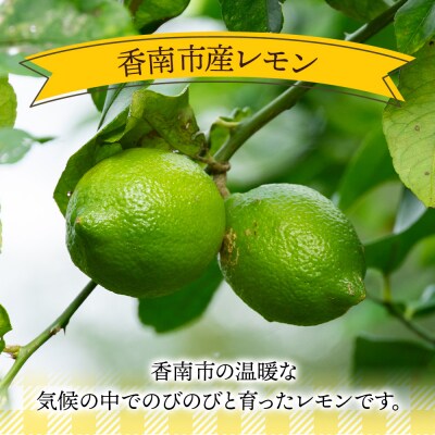 【2026年9月発送】レモン 1.5kg 香南市産 sj-0009