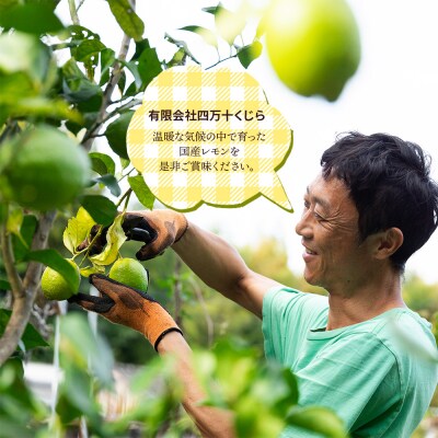 レモン 1.5kg 香南市産 sj-0002