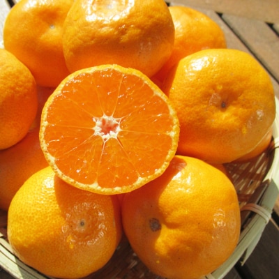 みかん 5kg 小玉 訳あり 高橋農園 山北みかん 露地(S～M)B品 糖度 甘い th-0019