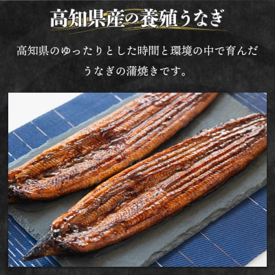 【2回定期便】高知県産養殖うなぎ蒲焼き 100～120g 3尾 Wfb-0041