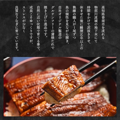 【2回定期便】高知県産養殖うなぎ蒲焼き 100～120g 3尾 Wfb-0041