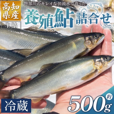 【冷蔵】鮎 500g 生鮎 高知県産 物部川のキレイな伏流水で育った 養殖鮎 kt-0001
