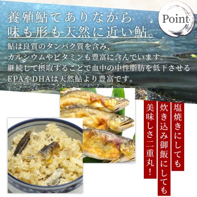【冷蔵】鮎 500g 生鮎 高知県産 物部川のキレイな伏流水で育った 養殖鮎 kt-0001