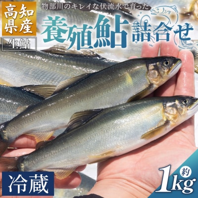 【冷蔵】鮎 1kg 生鮎 高知県産 物部川のキレイな伏流水で育った 養殖鮎 kt-0002