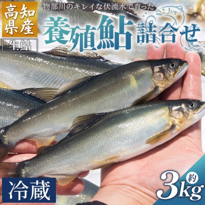 【冷蔵】鮎 3kg 生鮎 高知県産 物部川のキレイな伏流水で育った 養殖鮎 kt-0003