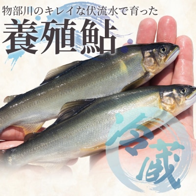 【冷蔵】鮎 3kg 生鮎 高知県産 物部川のキレイな伏流水で育った 養殖鮎 kt-0003